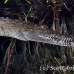 crocodile_american_chiq_jar_h_0573_cub2730.jpg